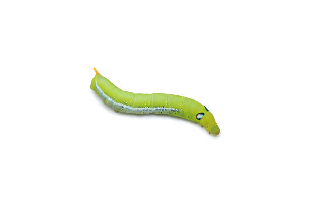 istock Green caterpillar isolated on white background. Butterfly worm close-up - clipping path 1319547918