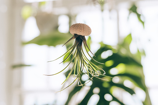 Tillandsia hanging upside down in seashell.Concept of indoor plants.Home decor.Copy space for text.