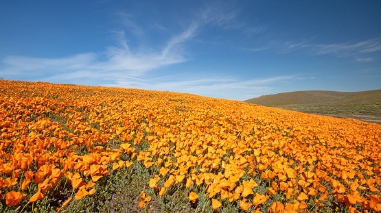 Blue sky over California Golden Orange Poppies