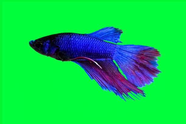 betta fish, blue red purple fish, isolé sur fond de couleur verte. convient pour la conception d’objet de stock, poisson de combat siamois, splendens, betta mandor, betta géante, découpé - siamese fighting fish fish fighting green photos et images de collection