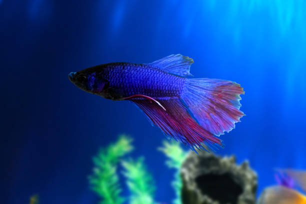istock Betta fish underwater in aquarium against a backdrop of green algae. Betta Splendens. Multi-Color Fancy Siamese Fighting Fish. Blue Red Purple Betta. 1319548986