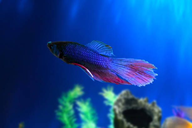 istock Betta fish underwater in aquarium against a backdrop of green algae. Betta Splendens. Multi-Color Fancy Siamese Fighting Fish. Blue Red Purple Betta. 1319549512