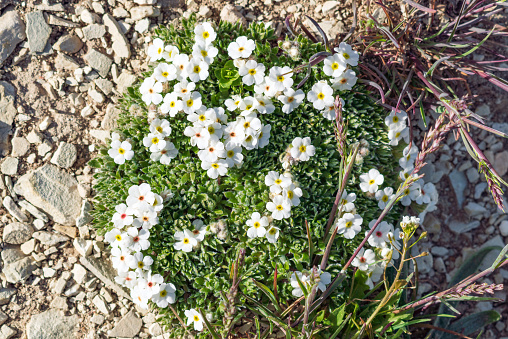 White Androsace villosa wild flower