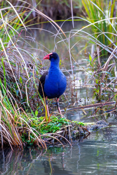 Deep blue Swamphen foraging on the ground
