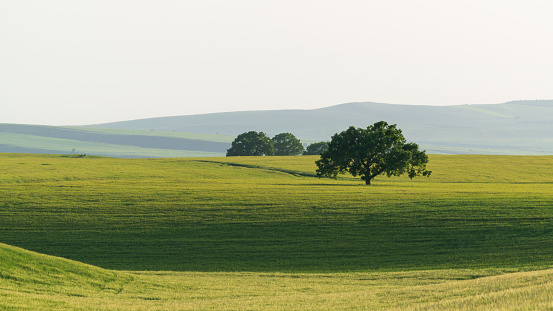 A lonely spreading oak tree on a green field