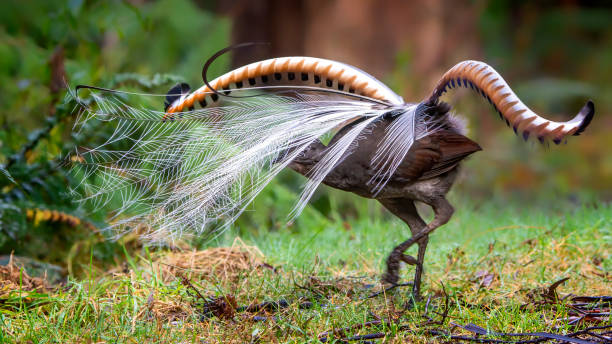 excelente lyrebird (menura novaehollandiae) - lyre fotografías e imágenes de stock