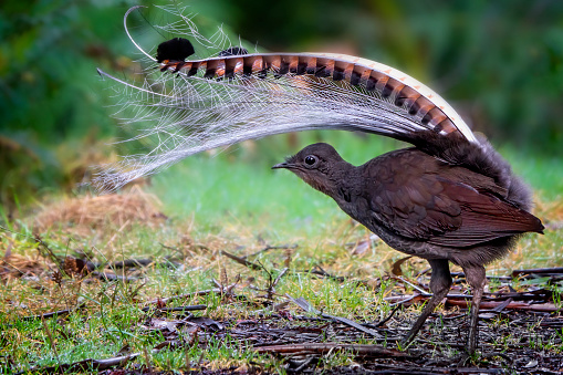 Superb lyrebird in the Australian bushland