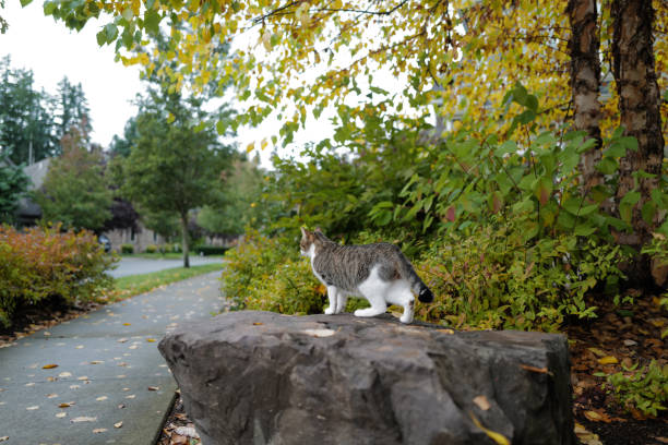 A cat looking out toward the sidewalk stock photo