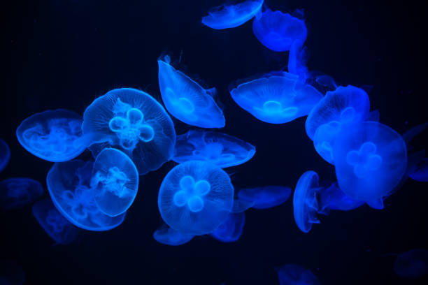 medusas: aurelia aurita - jellyfish moon jellyfish underwater wildlife fotografías e imágenes de stock