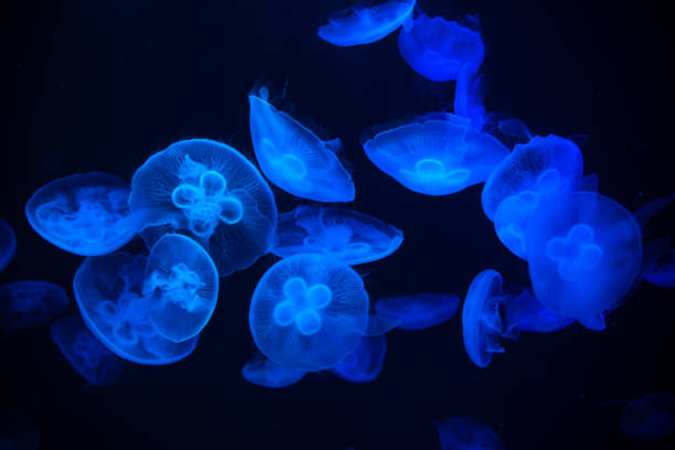 galaretka ryba: aurelia aurita - jellyfish moon jellyfish underwater wildlife zdjęcia i obrazy z banku zdjęć