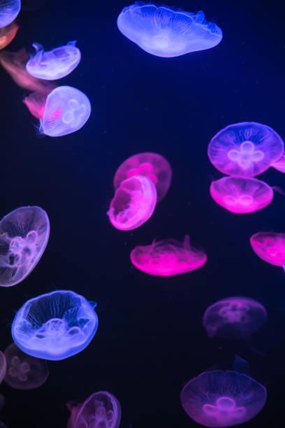 medusa: aurelia aurita - jellyfish underwater water light foto e immagini stock