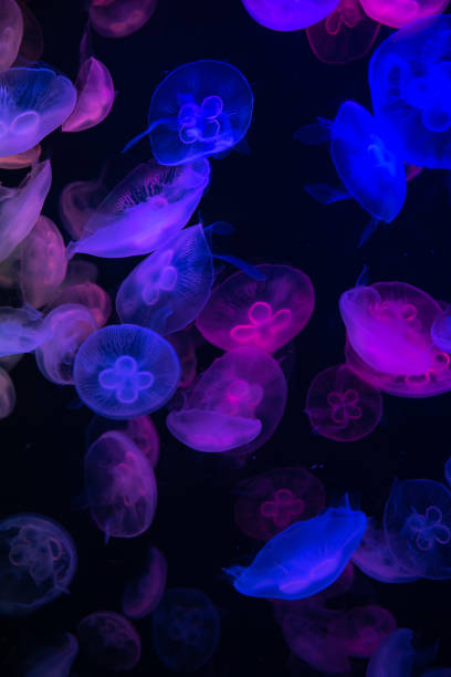 istock Jelly Fish: Aurelia aurita 1319554141