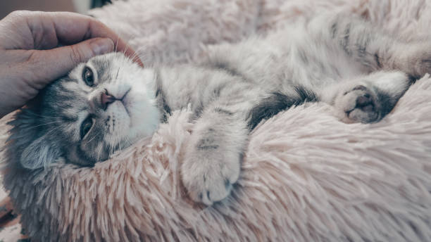 istock Cute Scottish cat, three month old kitten 1319555067