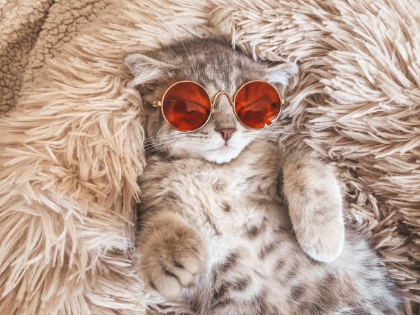 istock Cute Scottish cat, three month old kitten 1319555098