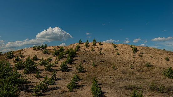 Forested pine sand dunes. Fight against soil erosion. Summer season, June. Ukraine. Europe.