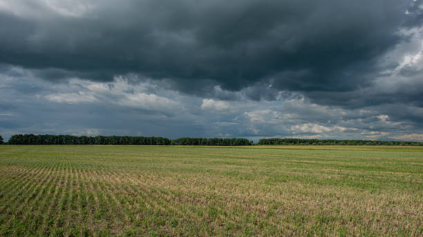 istock mown field against the backdrop of deciduous forest 1319557446