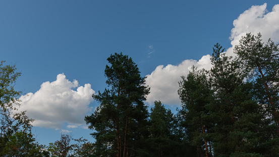 Dark silhouettes of trees against the background of clouds and blue sky. Web banner. Summer season, August.