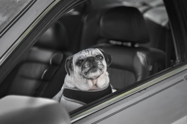 istock Small pug looking up out open window of gray automobile 1319557487