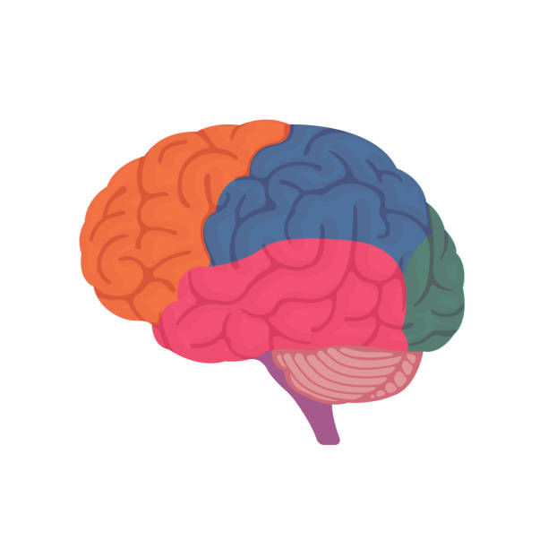 ilustrações de stock, clip art, desenhos animados e ícones de vector illustration of human brain anatomy structure ( no text ) - lobe