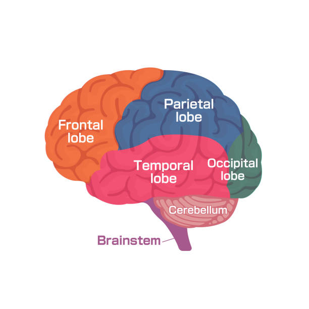 ilustrações de stock, clip art, desenhos animados e ícones de vector illustration of human brain anatomy structure - parietal lobe