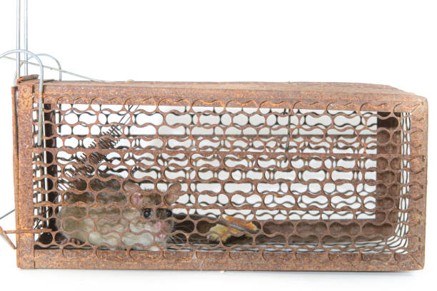 istock Rat in cage mousetrap on white background 1319558407