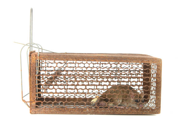 istock Rat in cage mousetrap on white background 1319558412