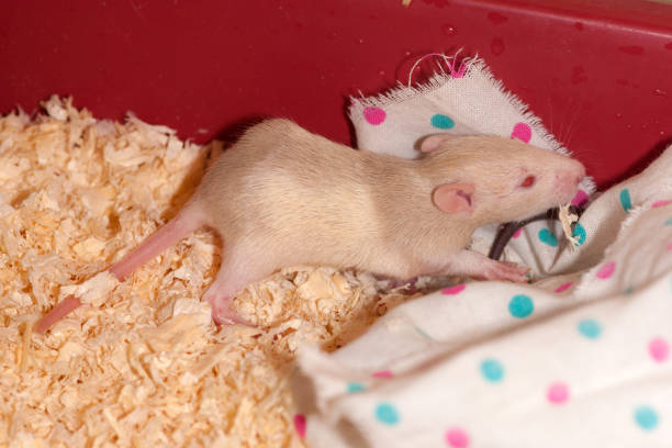 istock little baby rat on sawdust 1319559475