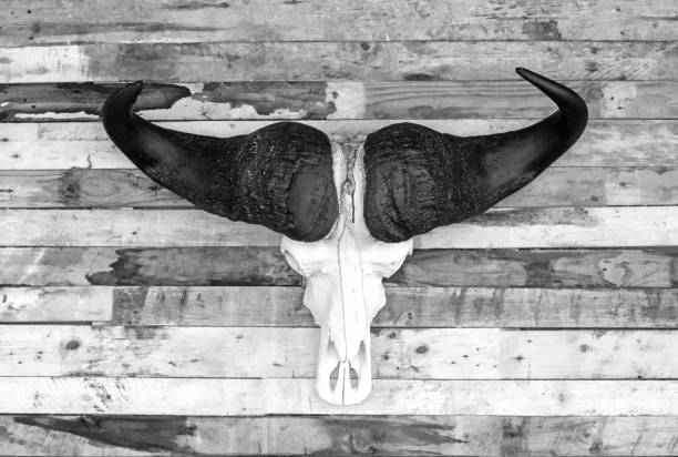 Cape Buffalo skull picture art in black and white stock photo