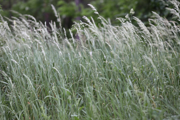 istock spring green grass in the park at sunset 1319561295