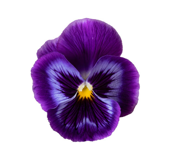 istock Isolated beautiful purple flower on a white background 1319561655