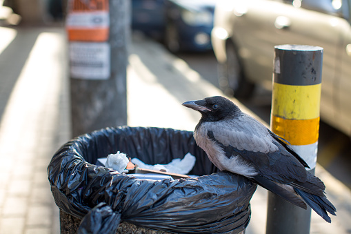 Urban Hooded Crow Sitting on a Trash Can