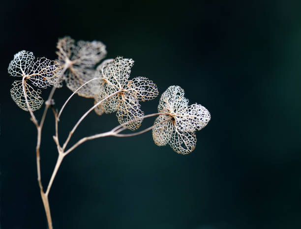 Autumn winter dark botanical background of dried Hydrangea flower lace caps Lacy, romantic, delicate dead dried hydrangea flower skeletons. Autumn winter dark botanical background with copyspace winter still life stock pictures, royalty-free photos & images