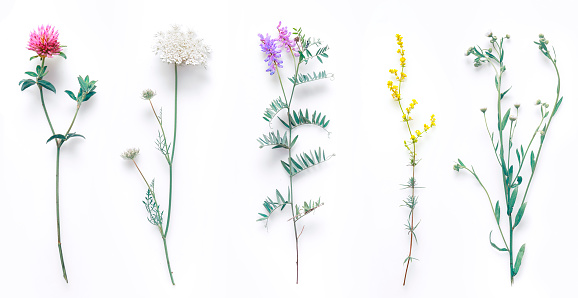 Set of wild flowers, flowering grass, natural field plants, color floral elements, beautiful decorative floral composition isolated on white background, macro, flat lay, top view.