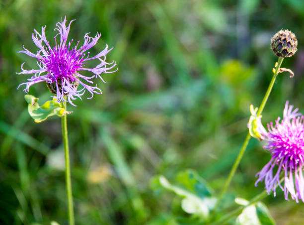 istock violet blooming flake flower against a blurred green background 1319563317