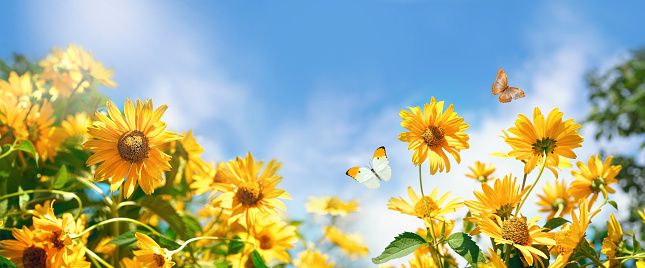 Bright decorative orange flowers of sunflower against blue sky with clouds and fluttering butterflies in spring or warm summer on nature. Panoramic landscape, copy space.