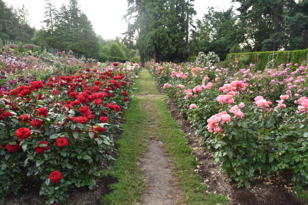 istock Beautiful roses blooming 1319563431