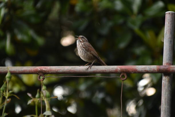Bird in the garden