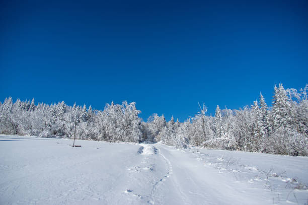 istock Winter snow forest trail view. Snowy winter forest road 1319564280
