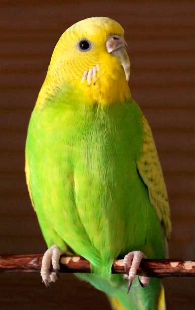istock Budgerigar (Melopsittacus undulatus) close up view. Yellow and green budgerigar female 1319565149