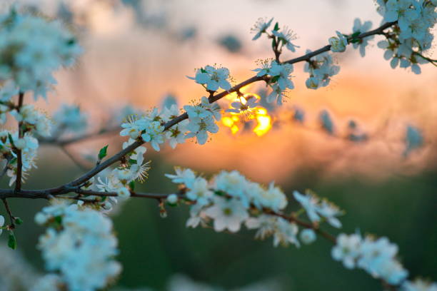 spring blooming garden apple tree branch, sunset