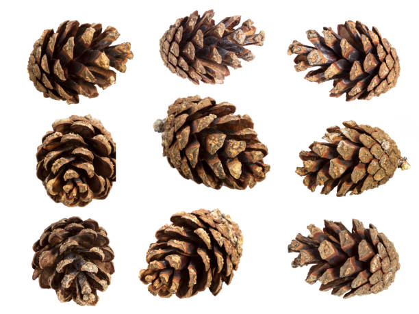 istock set of natural cones isolated on a white background 1319565700