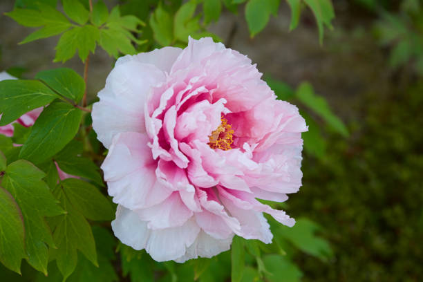 istock Beautiful peony in the garden. 1319566359