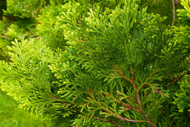 istock Beautiful japanese cypress leaf in the forest. 1319566638