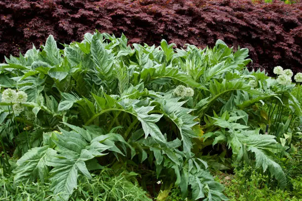 Photo of Cardoon leaves growing in an early summer garden.