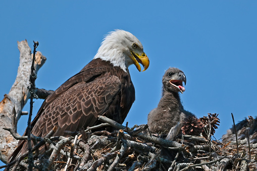 Bald eagle in flight, Delta, BC, Canada