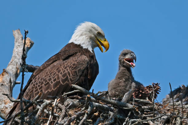 Bald Eagle in Nest with Eaglet Bald Eagle in Nest with Eaglet bald eagle photos stock pictures, royalty-free photos & images