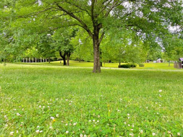 istock Green space in a park with trees 1319571320