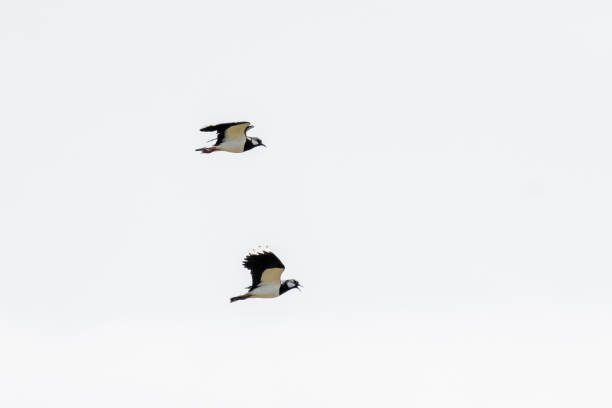 dos pájaros lapwing vuelan y juegan en el aire. en la provincia de frisia en los países bajos - lapwing fotografías e imágenes de stock