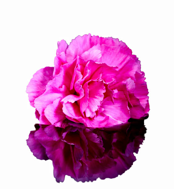 istock carnation flower lies on a white background 1319573241