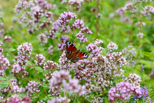 The peacock's eye butterfly sits on the flowers of oregano